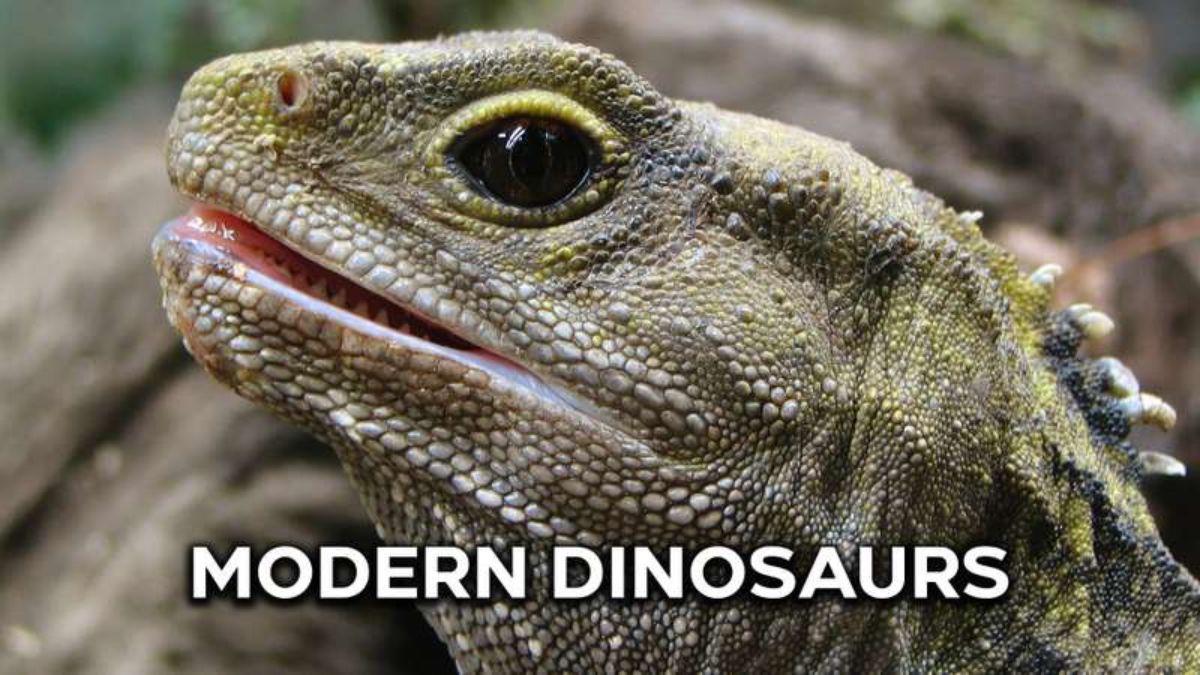 Modern Dinosaurs